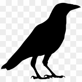 American Crow Common Raven Bird Carrion Crow Clip Art - Crow Black And White, HD Png Download - crow png