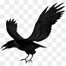 Transparent Flying Crows Png - Crow Clipart, Png Download - crow png
