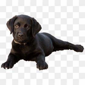 Labrador Retriever Puppy Png Clipart - Labrador Retriever, Transparent Png - puppy png