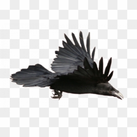 Stock Raven Flying With Alpha Layer, HD Png Download - crow png