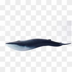 Whale Blue Swimming Png Image - Blue Whale, Transparent Png - whale png