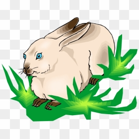 Rabbit Clipart Grass - Rabbit Eating Grass Clipart, HD Png Download - rabbit png