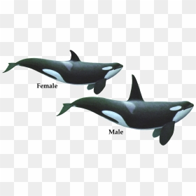 Download Killer Whale Png Hd - Orca Female And Male, Transparent Png - whale png