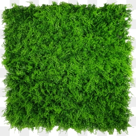 Transparent Vertical Garden Png - Transparent Green Wall Png, Png Download - garden png