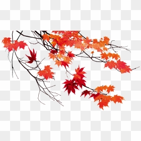 Autumn Leaf Color Maple Leaf - Autumn Leaves Transparent Background, HD Png Download - fall png