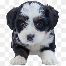 Shih Tzu Puppy Png Clipart - Cute Puppies Maltese Shih Tzu, Transparent Png - puppy png