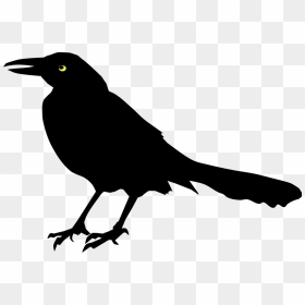 Perching Bird,rook,new Caledonian Crow - Black Bird Clipart, HD Png Download - crow png