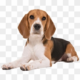 Beagle Dog Puppy Png Clipart - Beagle Dog, Transparent Png - puppy png