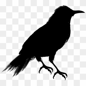 Crow Clipart Vector - Crow Black And White, HD Png Download - crow png