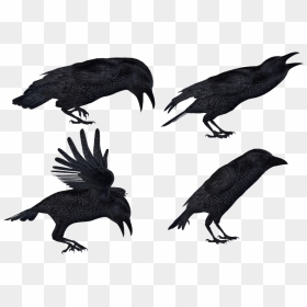 Crow Png Images With Transparent Backgrounds - Flying Bird Art, Png Download - crow png