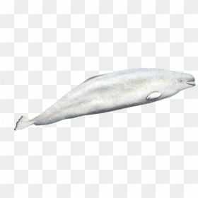 Beluga Whale Png - Transparent Beluga Whale Png, Png Download - whale png