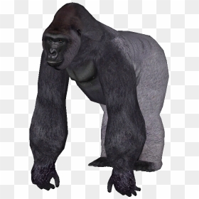 Zoo Tycoon 2 Gorilla , Png Download - Zoo Tycoon 2 Gorilla, Transparent Png - gorilla png