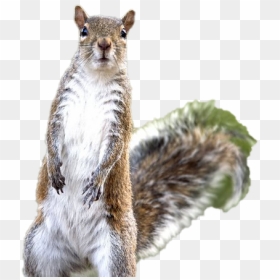 Fox Squirrel, HD Png Download - squirrel png