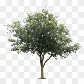 Oak Trees Png - Tree Front View Png, Transparent Png - oak tree png