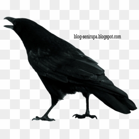 Crow Clip Art - Crow Stock, HD Png Download - crow png