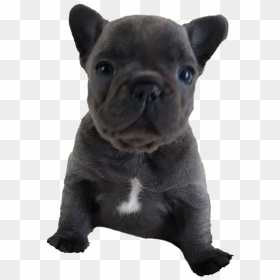 French Bulldog Puppy Png Free Download - French Bulldog Puppy Png, Transparent Png - puppy png