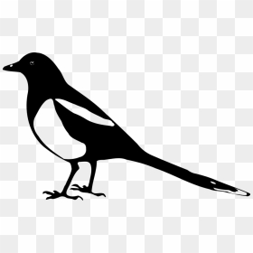 Magpie Silhouette, HD Png Download - crow png