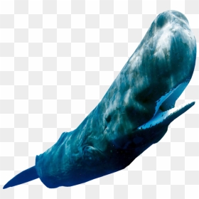 Sperm Whale Png, Transparent Png - whale png