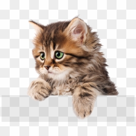 Transparent White Kitten Png - Cat Pics Transparent Background, Png Download - kitten png