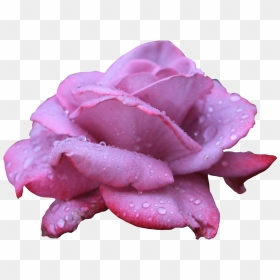Transparent Clipart Image Lavendar Rose Png With Water - Clip Art, Png Download - water drops png