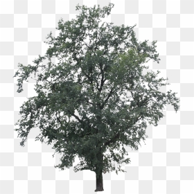 Big Tree Black N White, HD Png Download - oak tree png