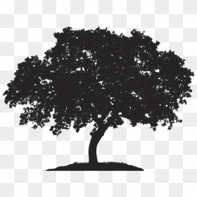 English Oak Tree Japanese Maple Royalty-free Quercus - Horse Chestnut Tree Silhouette, HD Png Download - oak tree png