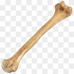 Bone 3d Model, HD Png Download - bone png