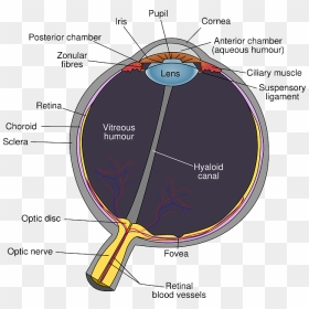Eyes, Eye, Diagram, Kids, Human, Cartoon, Eyeball - Eye Diagram Optic Disc, HD Png Download - eyeball png