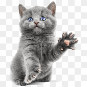 Blue Cute Kitty Ragdoll Bengal Burmese Kitten Clipart - Russian Blue Ragdoll Cat, HD Png Download - kitten png