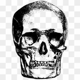 This Free Icons Png Design Of Skull - Bone Head Png, Transparent Png - bone png