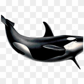 Killer Whale Png Transparent Images - Transparent Background Killer Whale Png, Png Download - whale png