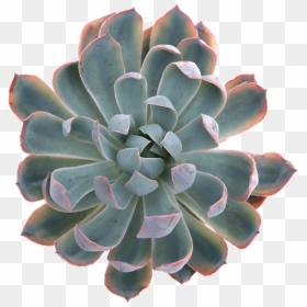 Thumb Image - Succulent Plant Png, Transparent Png - succulent png