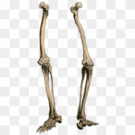 Leg Bone Png - Skeleton Legs Png, Transparent Png - bone png