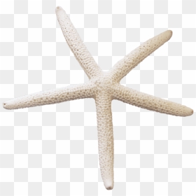 White Starfish Png - Png Starfish, Transparent Png - starfish png