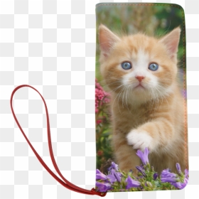 Cute Ginger Kitten Funny Baby Pet Animal In A Garden - Cute Ginger Kitten, HD Png Download - kitten png