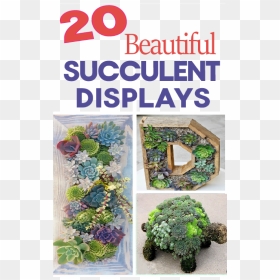 Professionally Design A Flower Bed - Succulent Garden, HD Png Download - garden png