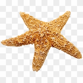 Marine Decoration Starfish Png Download - Transparent Starfish, Png Download - starfish png