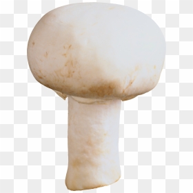 Mushroom Png Image - Transparent Button Mushroom Png, Png Download - mushroom png