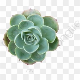 Succulent Plants, Plants Clipart, Succulents, Plant - Succulent Plant Clipart, HD Png Download - succulent png