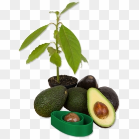 Transparent Avocados Png - Avocado Trees Png, Png Download - avocado png