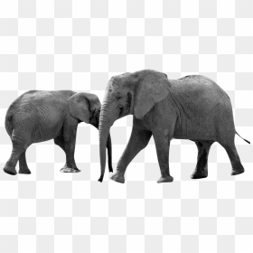 Grayscale Elephant Animals Africa - Png Animal Africa, Transparent Png - africa png
