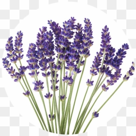 Lavender Png Images - Transparent Background Lavender Png, Png Download - lavender png