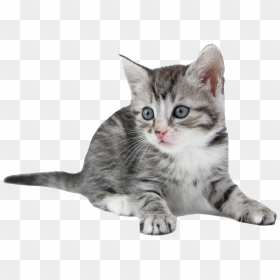 Kitten Png Free Image Download - Kitten, Transparent Png - kitten png