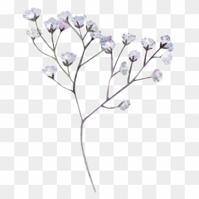 Thumb Image - Transparent Dried Flower Png, Png Download - lavender png