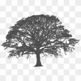 3504 X 2336 - White Tree Silhouette Png, Transparent Png - oak tree png