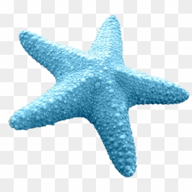 Blue Starfish Png, Transparent Png - starfish png