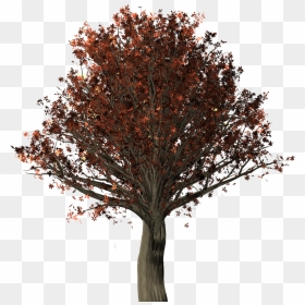 Transparent Acorn Leaf Clipart - Oak Tree Png, Png Download - oak tree png