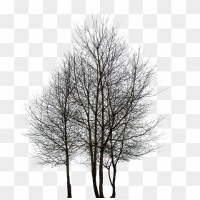 Oak Tree Png, Transparent Png - oak tree png
