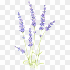 Lavender Vector No Background, HD Png Download - vhv