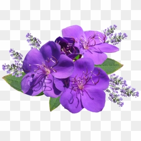 Flower Purple With Lavender - Purple Flower Png Hd, Transparent Png - lavender png